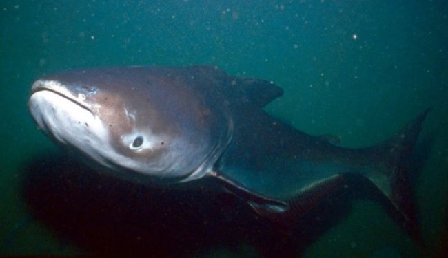 Одна из крупнейших пресноводных рыб мира весом под 300 килограмм