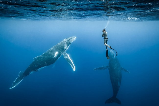 Животные морей и океанов