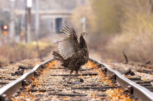 Конкурс фотографий The 2024 Audubon Photography Awards